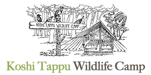 Koshi Tappu Wildlife Camp