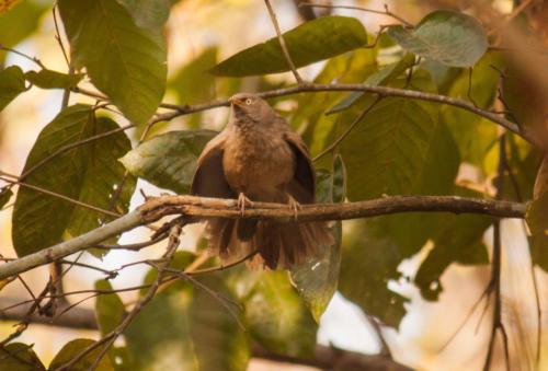 Jungle Babbler sighted in Koshi Tappu Wildlife Reserve | Koshi Tappu Wildlife Camp - Nepal
