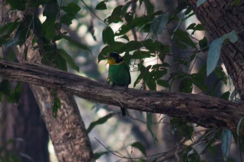 Long-tailed Broadbill sighted in Koshi Tappu Wildlife Reserve | Koshi Tappu Wildlife Camp - Nepal