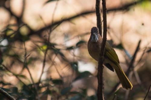 Mountain Bulbul sighted in Koshi Tappu Wildlife Reserve | Koshi Tappu Wildlife Camp - Nepal