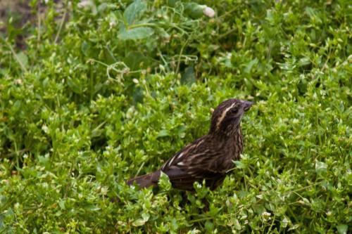 Pink-browed Rosefinch sighted in Koshi Tappu Wildlife Reserve | Koshi Tappu Wildlife Camp - Nepal