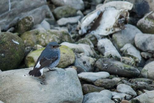 Plumbeous Water Redstart sighted in Koshi Tappu Wildlife Reserve | Koshi Tappu Wildlife Camp - Nepal