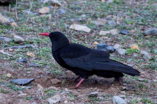 Red-billed Chough sighted in Koshi Tappu Wildlife Reserve | Koshi Tappu Wildlife Camp - Nepal