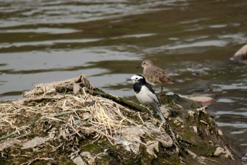 White Wagtail sighted in Koshi Tappu Wildlife Reserve | Koshi Tappu Wildlife Camp - Nepal