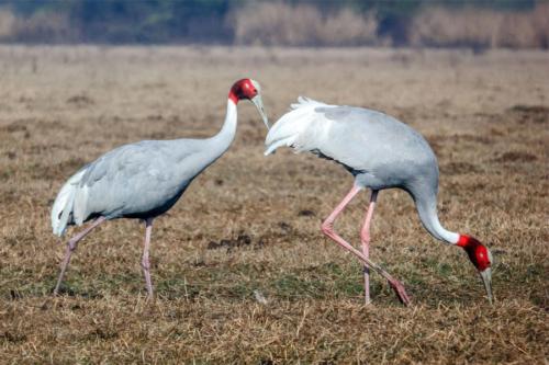 Birds sighted in Koshi Tappu Wildlife Reserve | Koshi Tappu Wildlife Camp - Nepal