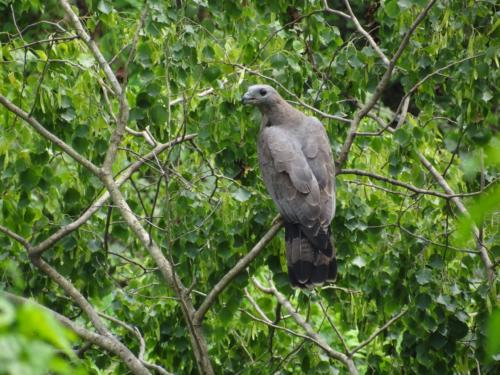 Birds sighted in Koshi Tappu Wildlife Reserve | Koshi Tappu Wildlife Camp - Nepal