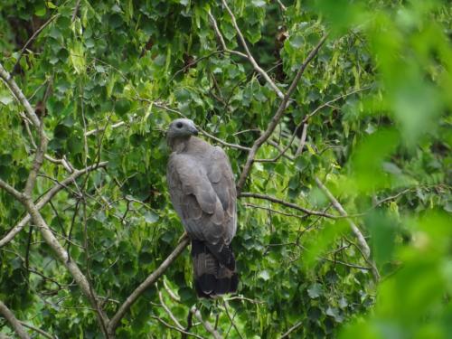 Birds sighted in Koshi Tappu Wildlife Reserve | Koshi Tappu Wildlife Camp - Nepal