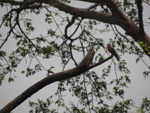 Birds sighted in Koshi Tappu Wildlife Reserve | Koshi Tappu Wildlife Camp - Nepal