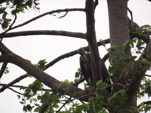 Birds sighted in Koshi Tappu Wildlife Reserve | Koshi Tappu Wildlife Camp - Nepal