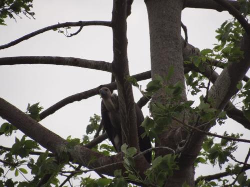 Birds sighted in Koshi Tappu Wildlife Reserve | Koshi Tappu Wildlife Camp - Nepal