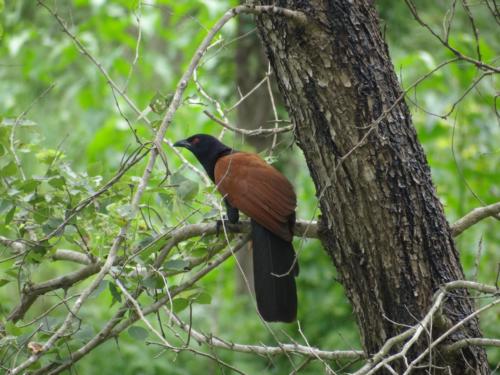Birds sighted in Koshi Tappu Wildlife Reserve | Koshi Tappu Wildlife Camp - Nepal