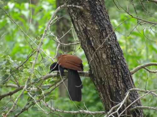 Birds sighted in Koshi Tappu Wildlife Reserve | Koshi Tappu Wildlife Camp - Nepal