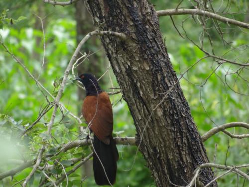 Birds sighted in Koshi Tappu Wildlife Reserve | Koshi Tappu Wildlife Camp - Nepal