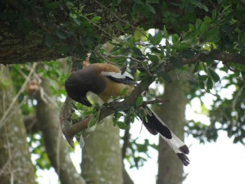 Birds sighted in Koshi Tappu Wildlife Reserve | Koshi Tappu Wildlife Camp - Nepal