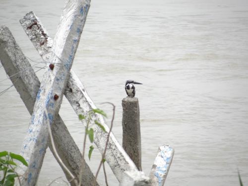 Birds sighted in Koshi Tappu Wildlife Reserve | Koshi Tappu Wildlife Camp - Nepal