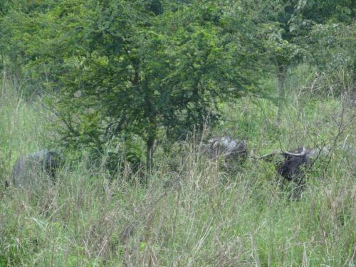 Birds sighted in Koshi Tappu Wildlife Reserve | Koshi Tappu Wildlife Camp - Nepal