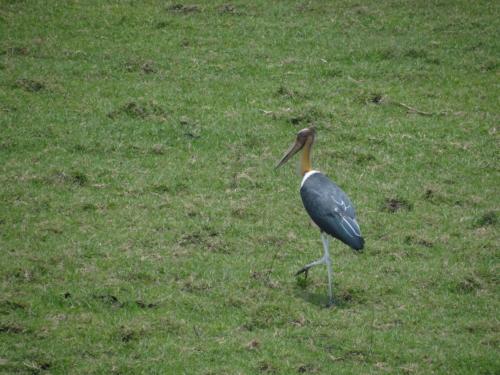 Birds sighted in Koshi Tappu Wildlife Reserve | Koshi Tappu Wildlife Camp - Nepal