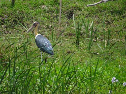 Birds sighted in Koshi Tappu Wildlife Reserve | Koshi Tappu Wildlife Camp - Nepal