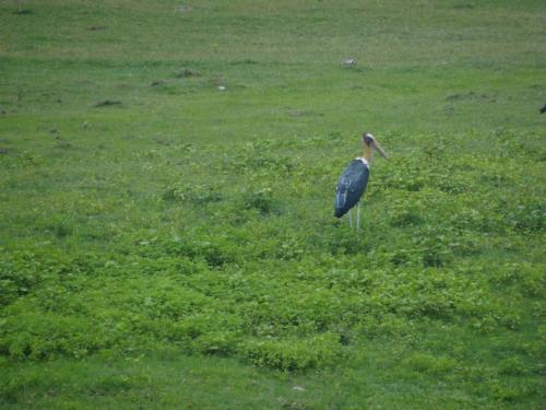 Birds sighted in Koshi Tappu Wildlife Reserve | Koshi Tappu Wildlife Camp - Nepal