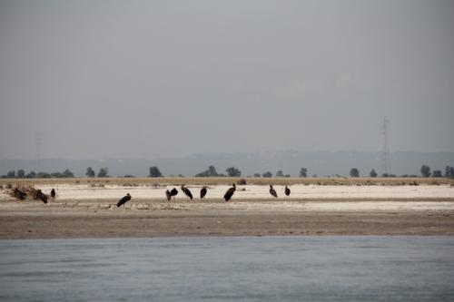 Birds sighted in Koshi Tappu Wildlife Reserve | Koshi Tappu Wildlife Camp - Nepal