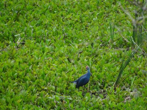 Birds sighted in Koshi Tappu Wildlife Reserve | Koshi Tappu Wildlife Camp - Nepal