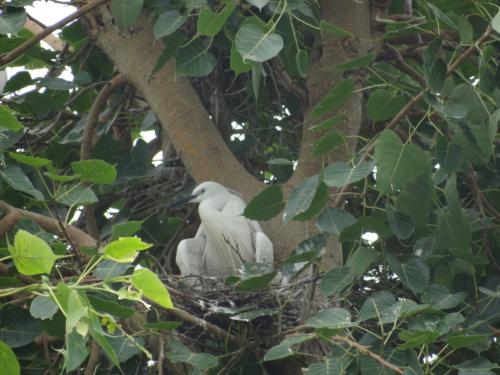 Birds sighted in Koshi Tappu Wildlife Reserve | Koshi Tappu Wildlife Camp - Nepal