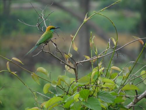 Birds sighted in Koshi Tappu Wildlife Reserve | Koshi Tappu Wildlife Camp - Nepal