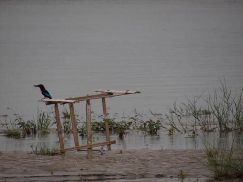 Birds sighted in Koshi Tappu Wildlife Reserve | Koshi Tappu Wildlife Camp - Nepal