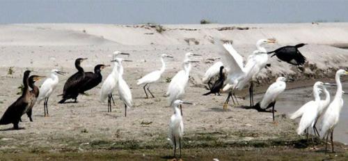 Birds sighted in Koshi Tappu Wildlife Reserve | Koshi Tappu Wildlife Camp - Nepal