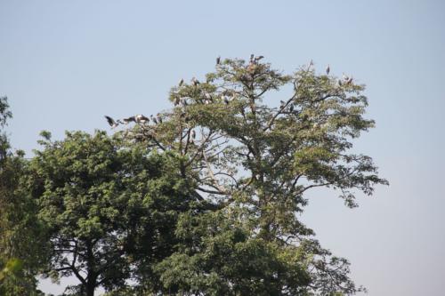 Birds sighted in Koshi Tappu Wildlife Reserve | Koshi Tappu Wildlife Camp - Nepal