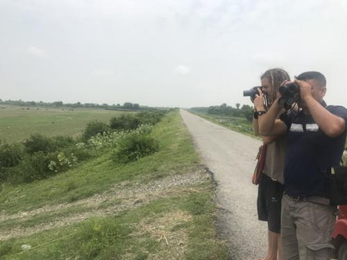 Birds sighted in Koshi Tappu Wildlife Reserve | Koshi Tappu Wildlife Camp - Nepal