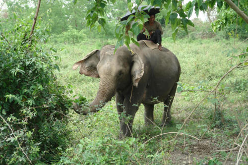 Jeep safari with the expert guides at Koshi Tappu Wildlife Camp