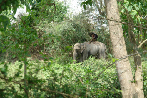 Jeep safari with the expert guides at Koshi Tappu Wildlife Camp