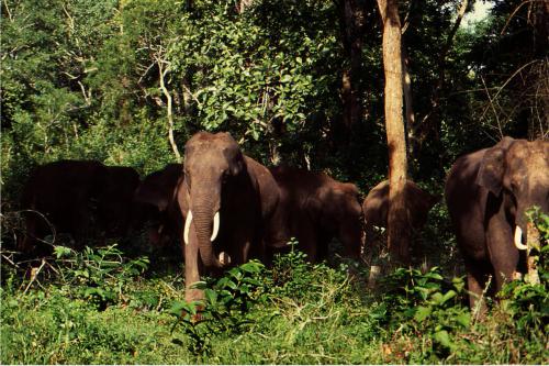 Jeep safari with the expert guides at Koshi Tappu Wildlife Camp