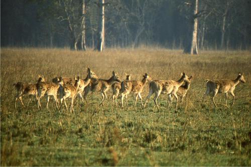 Jeep safari with the expert guides at Koshi Tappu Wildlife Camp