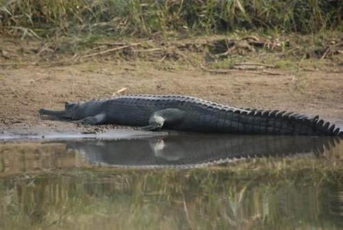 Jeep safari with the expert guides at Koshi Tappu Wildlife Camp