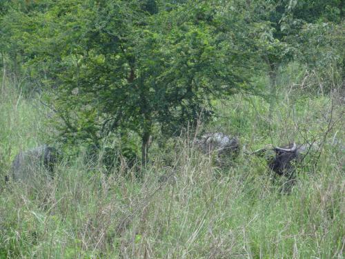 Jeep safari with the expert guides at Koshi Tappu Wildlife Camp