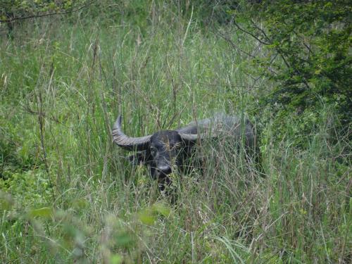 Jeep safari with the expert guides at Koshi Tappu Wildlife Camp