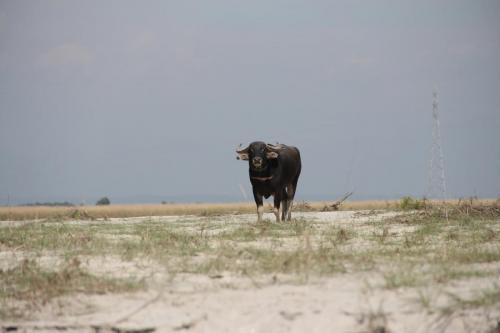 Jeep safari with the expert guides at Koshi Tappu Wildlife Camp