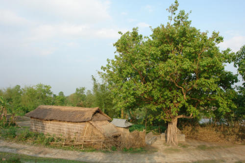 Village walk with the expert guides at Koshi Tappu Wildlife Camp