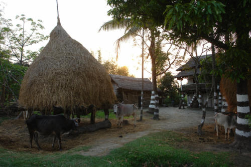 Village walk with the expert guides at Koshi Tappu Wildlife Camp