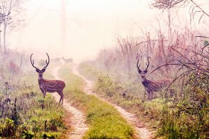 Terai Wildlife Tour by The Explore Nepal